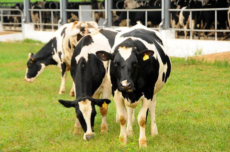 GMO giúp tăng sản lượng sữa bò